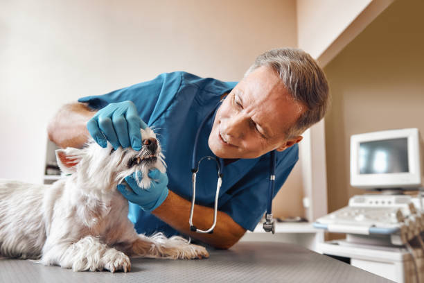 Best Tooth Pain Emergency Relief  in Cody, WY